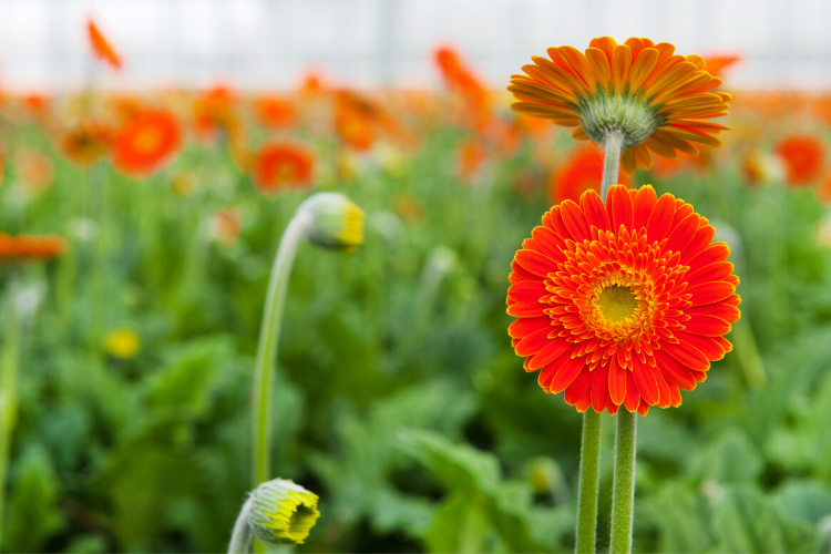 Columbus Greenhouses - Cutler Real Estate
